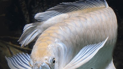 Detail Harga Ikan Arwana Silver Murah Nomer 22