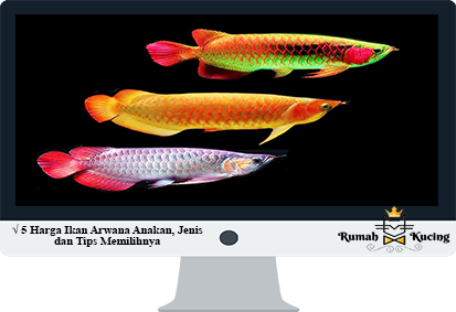 Detail Harga Ikan Arwana Silver Murah Nomer 28