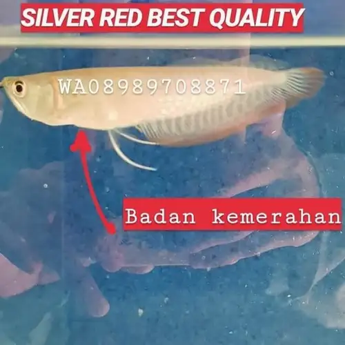 Detail Harga Ikan Arwana Silver Murah Nomer 30