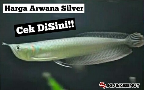 Detail Harga Ikan Arwana Silver Murah Nomer 44