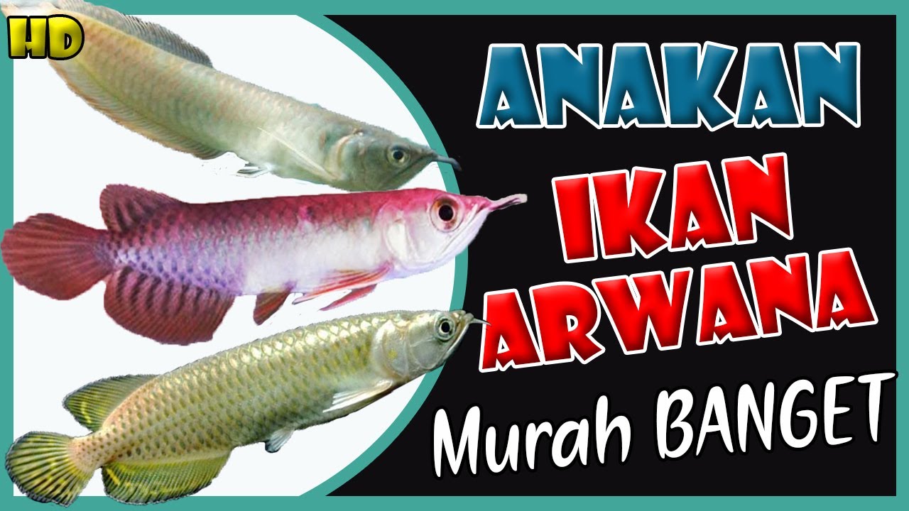 Detail Harga Ikan Arwana Silver Murah Nomer 47