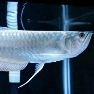 Detail Harga Ikan Arwana Silver Red Brazil Nomer 13