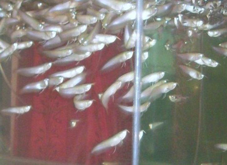 Detail Harga Ikan Arwana Silver Red Brazil Nomer 23