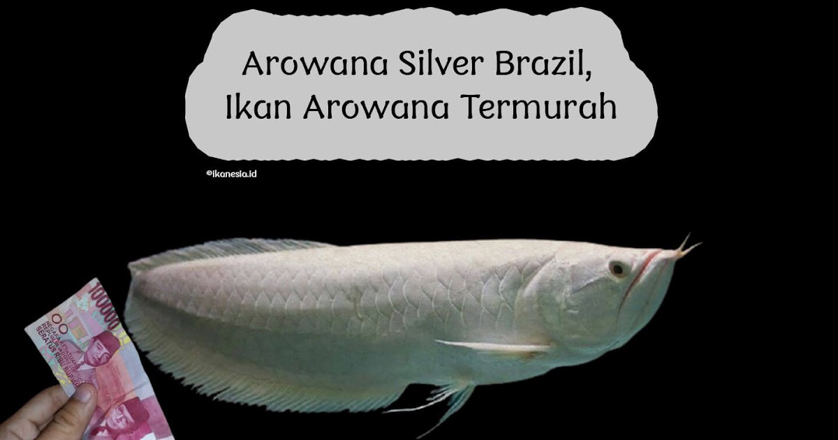 Detail Harga Ikan Arwana Silver Red Brazil Nomer 33