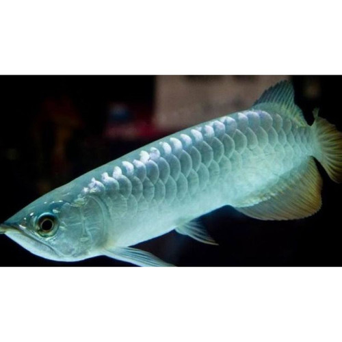 Detail Harga Ikan Arwana Silver Red Brazil Nomer 36