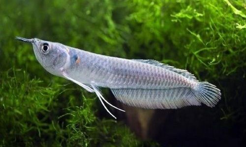 Detail Harga Ikan Arwana Silver Red Brazil Nomer 37