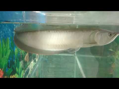 Detail Harga Ikan Arwana Silver Red Brazil Nomer 46