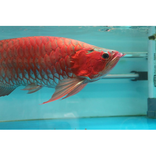 Detail Harga Ikan Arwana Super Red 50 Cm Nomer 3