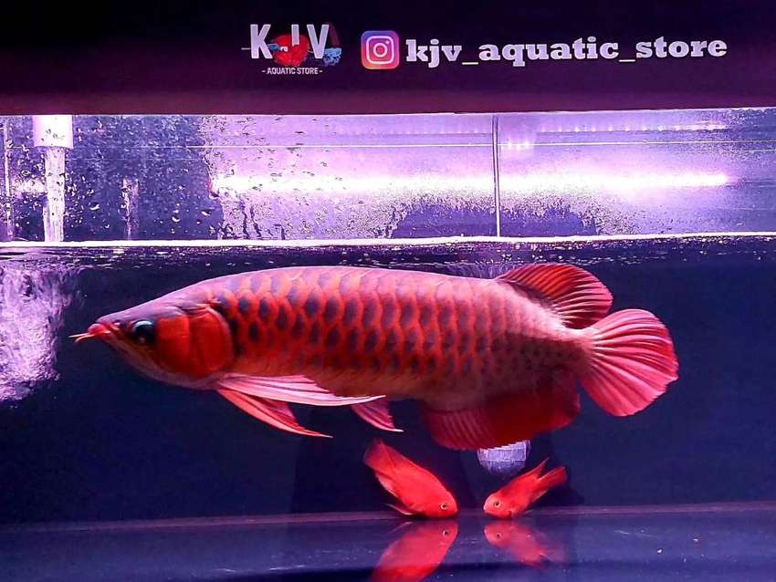 Detail Harga Ikan Arwana Super Red 50 Cm Nomer 24