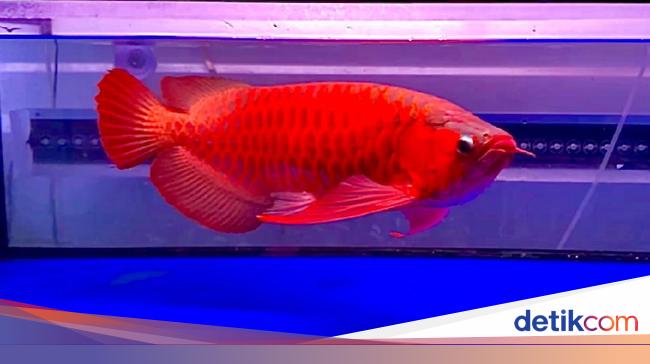 Detail Harga Ikan Arwana Super Red 50 Cm Nomer 30