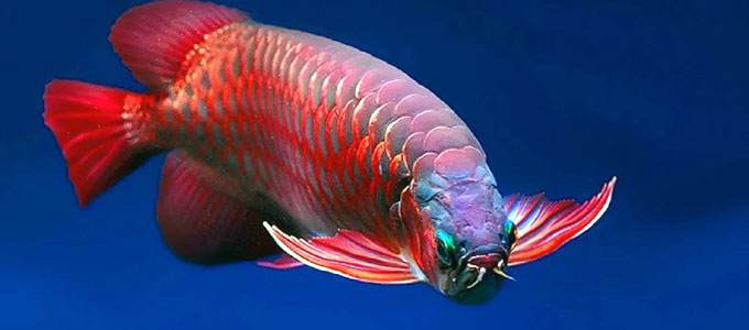 Detail Harga Ikan Arwana Super Red 50 Cm Nomer 49