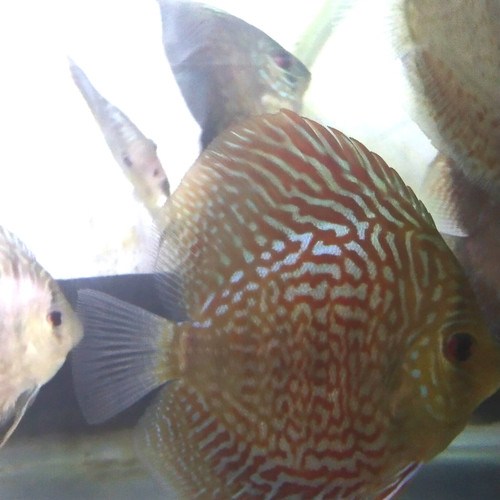 Detail Harga Ikan Discus Bandung Nomer 20