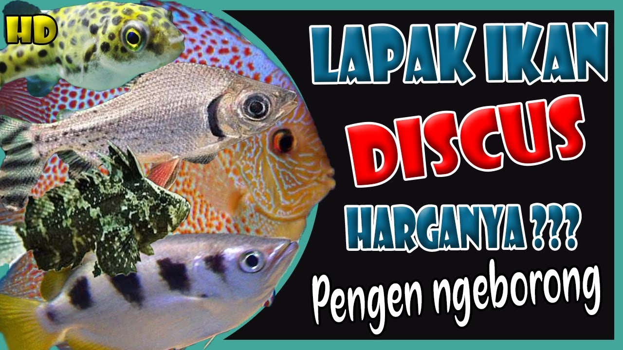 Detail Harga Ikan Discus Bandung Nomer 25