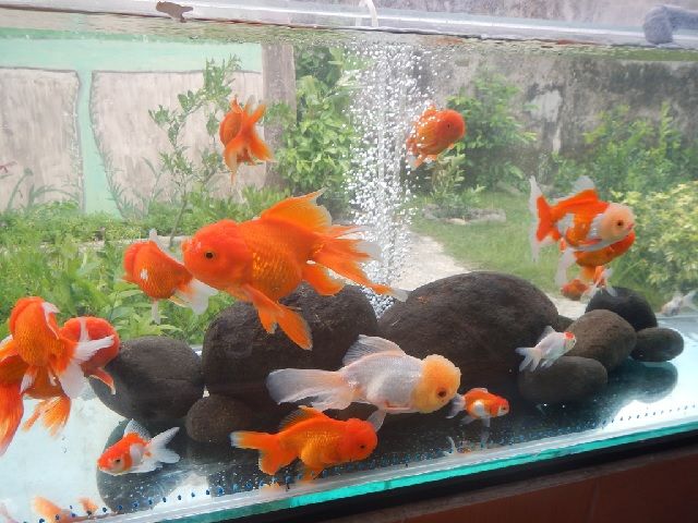 Detail Harga Ikan Koki Mutiara Kecil Nomer 31