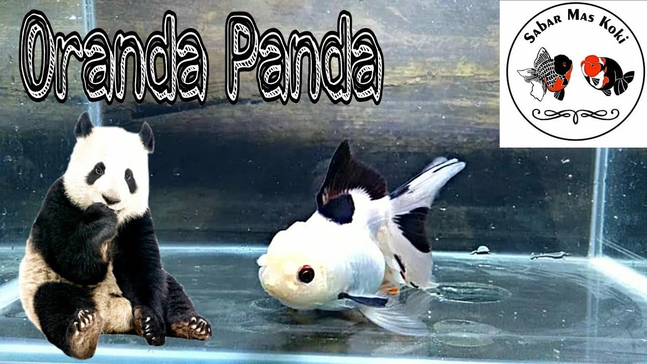 Detail Harga Ikan Koki Panda Nomer 34