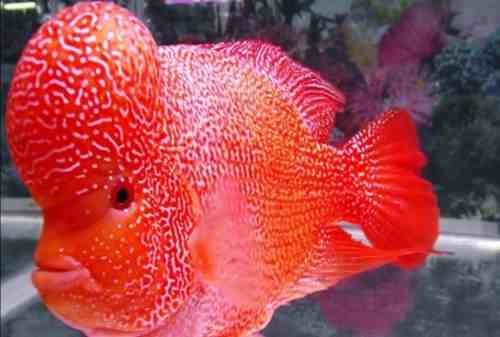 Harga Ikan Louhan Golden Red - KibrisPDR