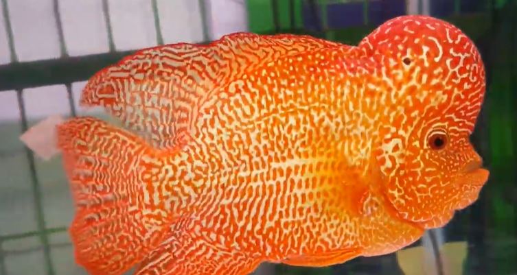 Detail Harga Ikan Louhan Golden Red Nomer 2