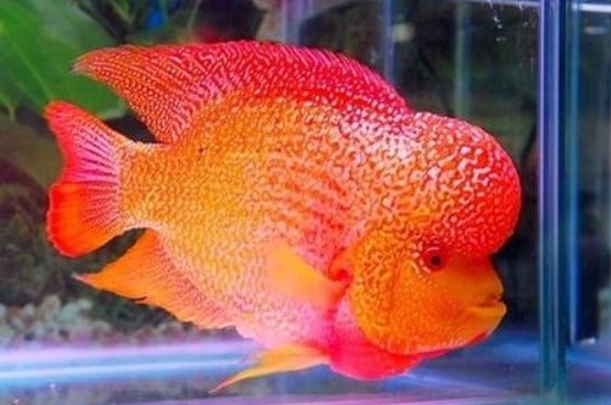 Detail Harga Ikan Louhan Golden Red Nomer 16