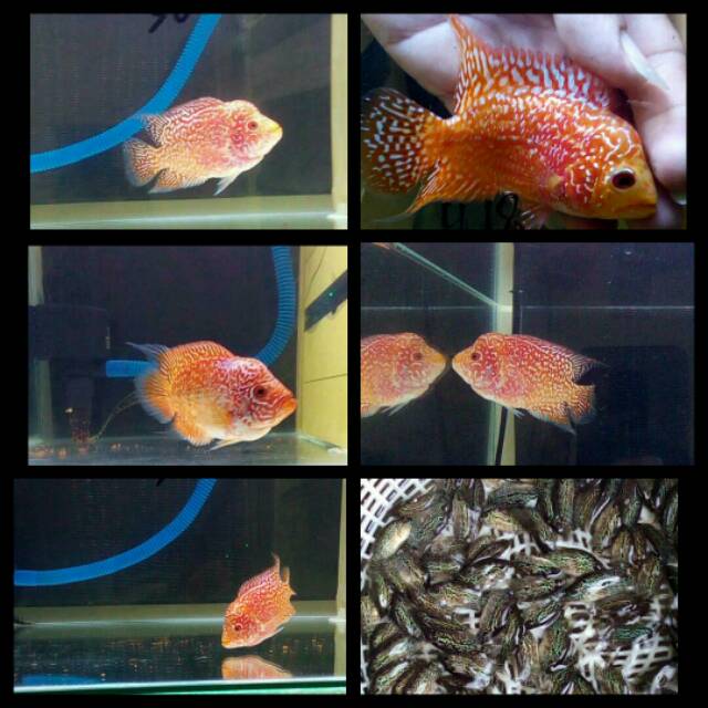 Detail Harga Ikan Louhan Golden Red Nomer 43