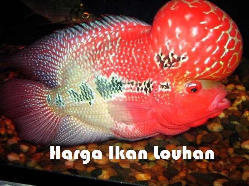 Detail Harga Ikan Louhan Golden Red Nomer 6