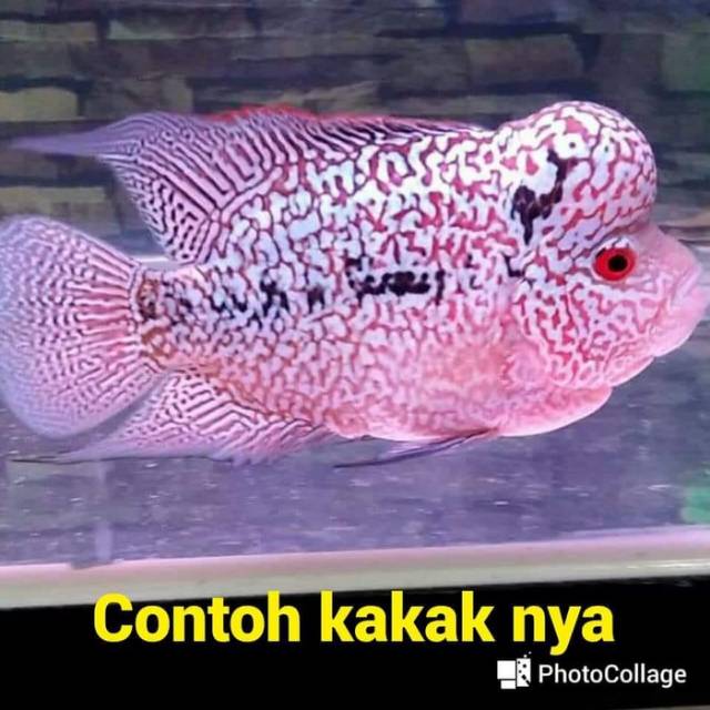 Detail Harga Ikan Louhan Golden Red Nomer 57