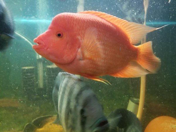 Harga Ikan Red Devil - KibrisPDR