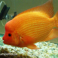 Detail Harga Ikan Red Devil Nomer 16