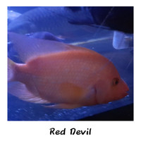 Detail Harga Ikan Red Devil Nomer 21
