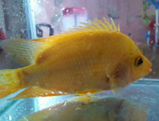 Detail Harga Ikan Red Devil Nomer 24