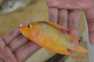 Detail Harga Ikan Red Devil Nomer 32