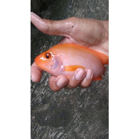 Detail Harga Ikan Red Devil Nomer 33
