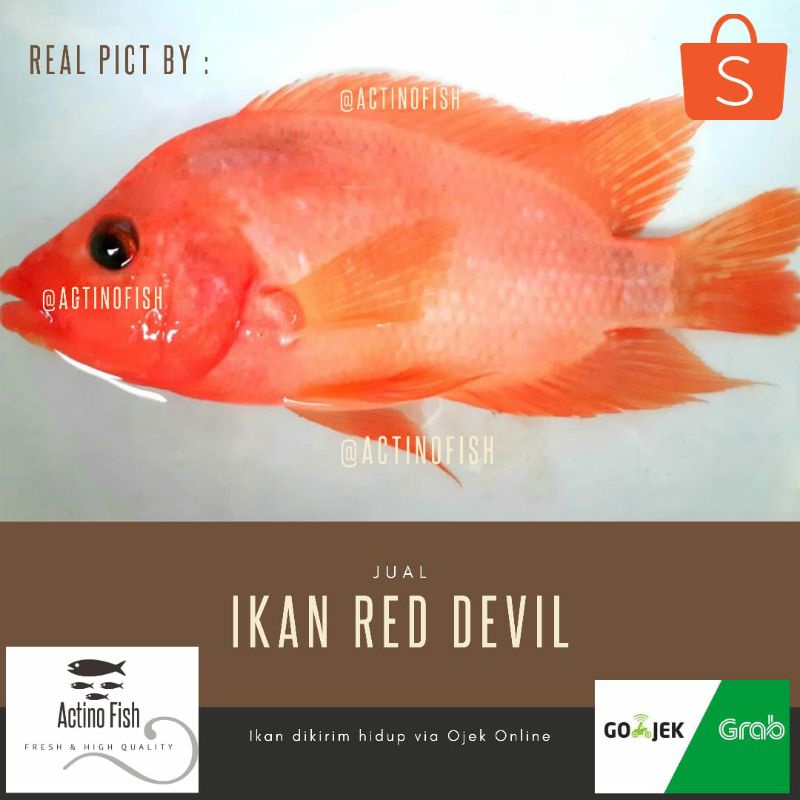 Detail Harga Ikan Red Devil Nomer 34