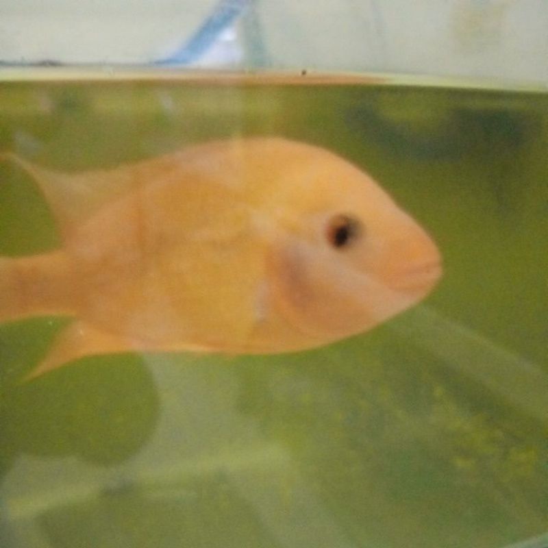 Detail Harga Ikan Red Devil Nomer 35