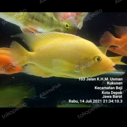 Detail Harga Ikan Red Devil Nomer 36