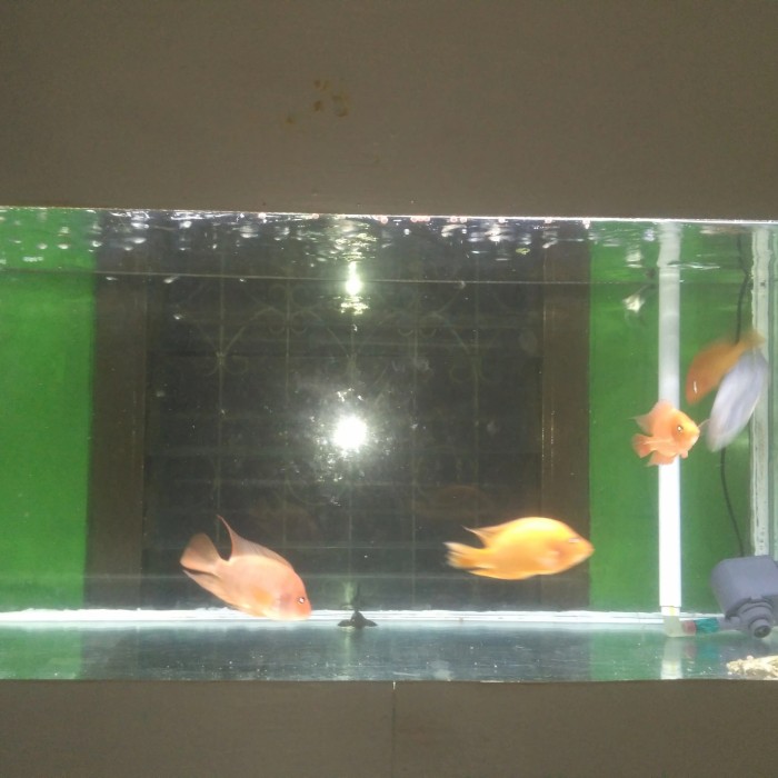 Detail Harga Ikan Red Devil Nomer 37
