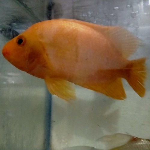 Detail Harga Ikan Red Devil Nomer 38