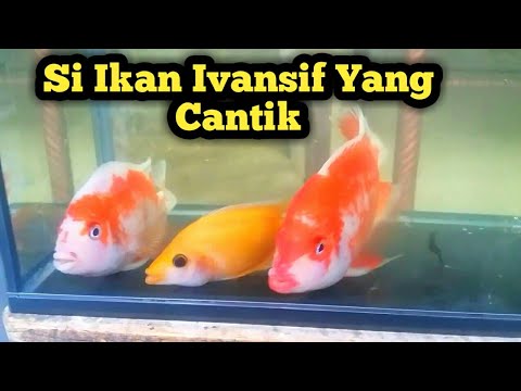 Detail Harga Ikan Red Devil Nomer 39