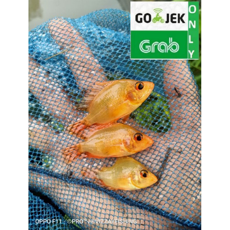 Detail Harga Ikan Red Devil Nomer 43