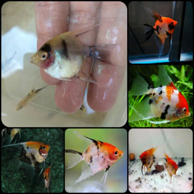 Detail Harga Ikan Red Devil Nomer 44