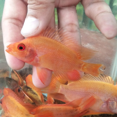 Detail Harga Ikan Red Devil Nomer 47