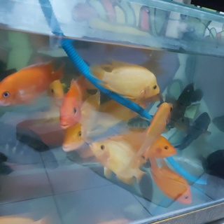 Detail Harga Ikan Red Devil Nomer 53