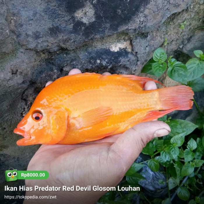 Detail Harga Ikan Red Devil Nomer 7
