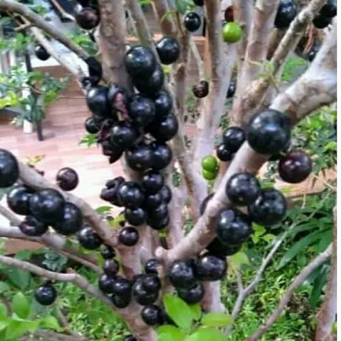 Detail Harga Pohon Anggur Brazil Nomer 13