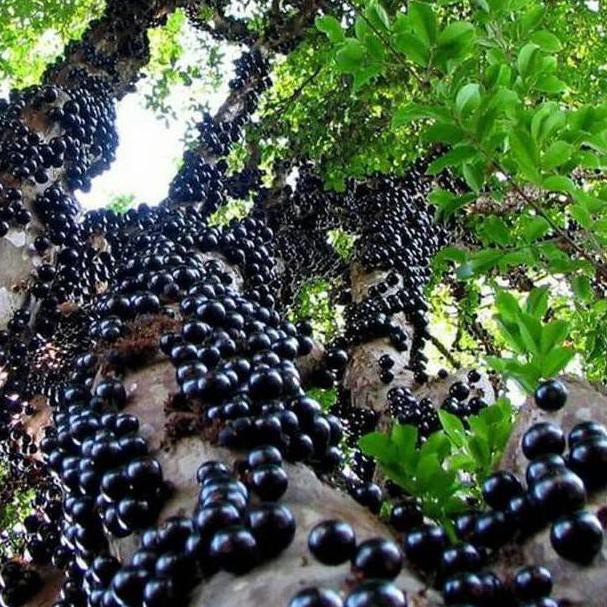 Detail Harga Pohon Anggur Brazil Nomer 32
