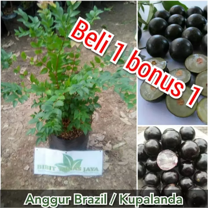 Detail Harga Pohon Anggur Brazil Nomer 36