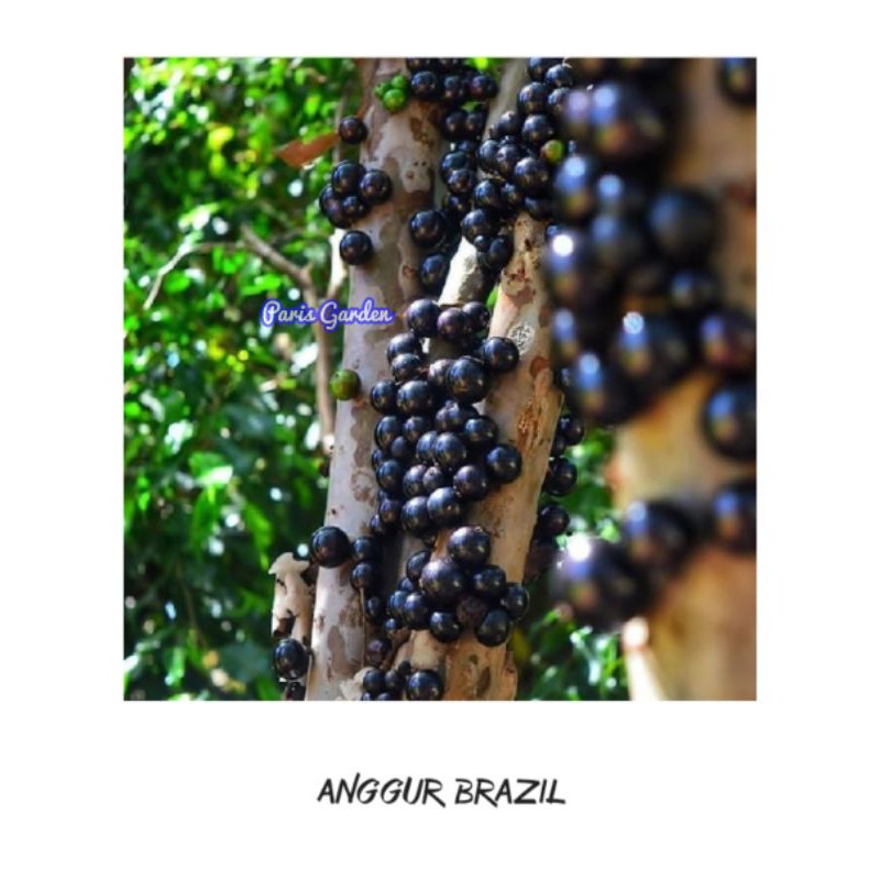 Detail Harga Pohon Anggur Brazil Nomer 41