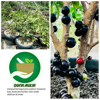 Detail Harga Pohon Anggur Brazil Nomer 44