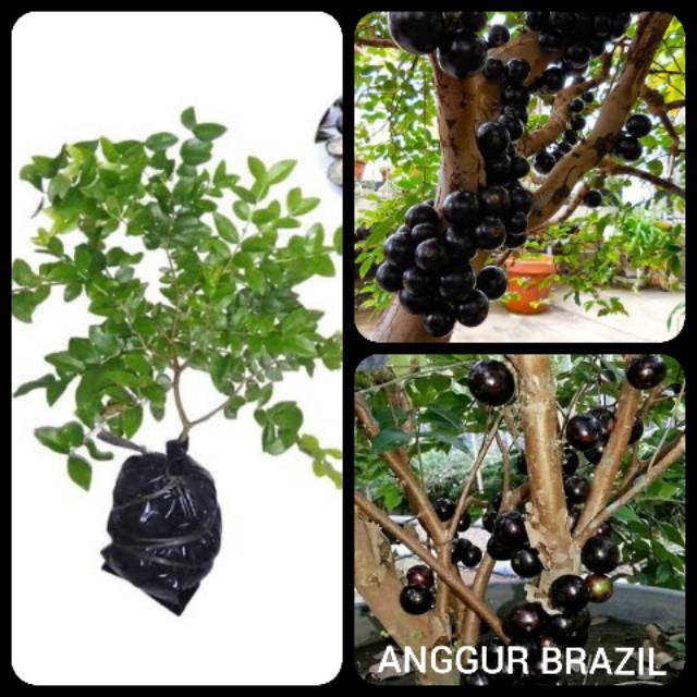 Detail Harga Pohon Anggur Brazil Nomer 45