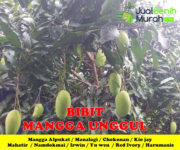 Detail Harga Pohon Mangga Tinggi 2 Meter Nomer 52