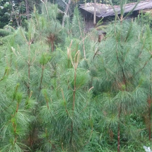 Harga Pohon Pinus Tinggi 2 Meter - KibrisPDR